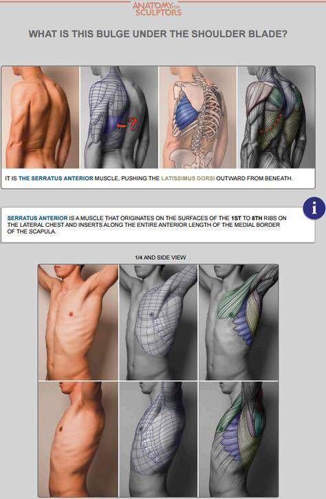 Human Anatomy Reference, Anatomy Sculpture, Body Study, Anatomy Tutorial, Human Anatomy Drawing, Muscle Anatomy, Human Anatomy Art, Anatomy Sketches, Body Reference Drawing