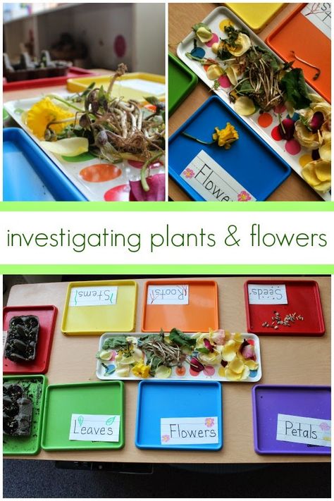 This project and center came about when we were studying plants, flowers, and sequencing. You can see that our sunflowers had begun sprout... Investigation Area, Science Area, Reception Class, Plants Unit, Plant Activities, Plant Study, Eyfs Activities, Spring Preschool, Plant Science