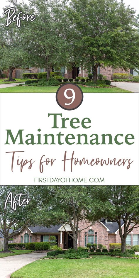 Pruning Trees, Handyman Business, Outdoor Trees, Health And Vitality, Tree Pruning, Tree Removal, Invasive Plants, Arbour Day, Tree Service