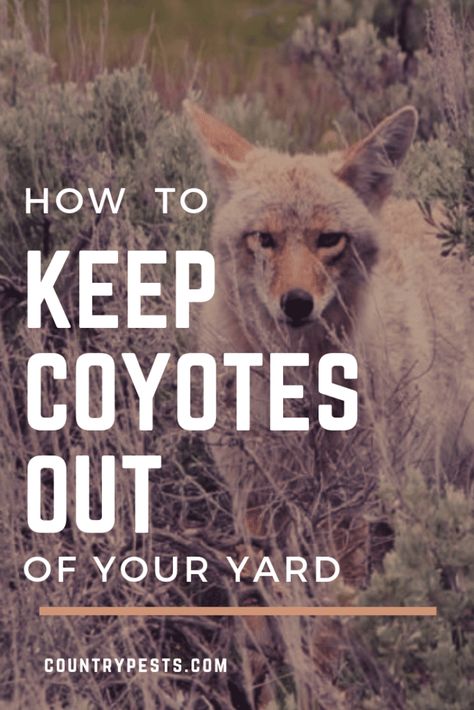 Keep Coyotes Out Of Yard, Coyote Deterrent Yards, Coyote Fence Ideas, How To Keep Coyotes Out Of Your Yard, Coyote Repellent, Coyote Deterrent, Coyote Fence, Coyote Trapping, Dog Enclosure