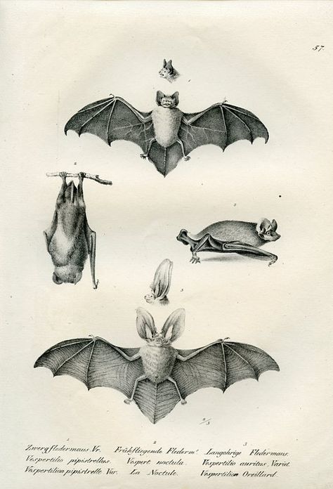 Bat illustrations Bat Anatomy, Bat Clip Art, Bat Species, Bat Art, Bat Tattoo, Diy Bird Feeder, Diy Birds, Creatures Of The Night, Scientific Illustration