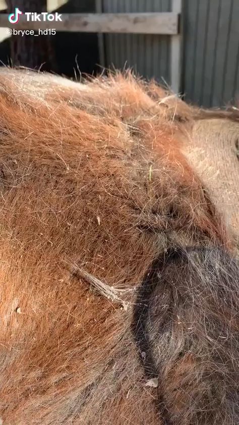 Horse Shed, Funny Horse Videos, Horse Braiding, Horse Jokes, Tiktok Content, Horse Care Tips, Cute Horse Pictures, Horse Riding Tips, Horse Videos