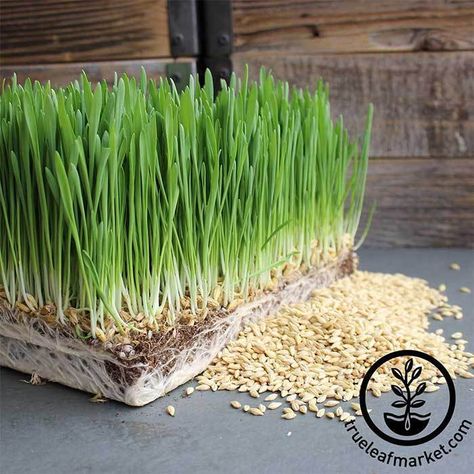 Sprouts Growing, Growing Wheat Grass, Barley Seeds, Barley Grass, Sprouting Seeds, Wheat Berries, Survival Gardening, Wheat Grass, Seed Company