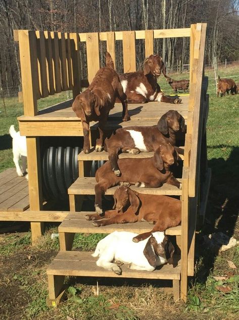 goat world. Goat Playground, Goat Toys, Goat Shed, Goat Shelter, Goat Pen, Happy Goat, Goat House, Goat Care, Goat Barn