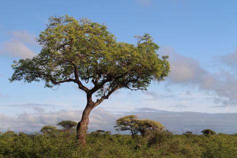 Marula tree Madrone Tree, South African Trees, Boabab Tree Paintings, African Talisay Tree, Marula Tree, Landscape Design Drawings, Types Of Cameras, Tree Photography, Kruger National Park