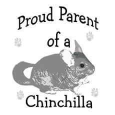 Chinchilla Care, Chinchilla Cute, Chinchilla Pet, Chinchilla Cage, Chinchillas, Paw Prints, Cool Pets, Animal Quotes, Cute Creatures