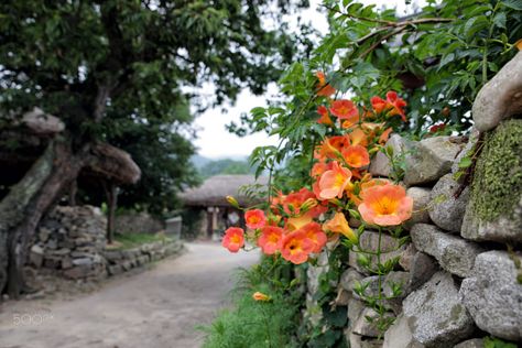 trumpet creeper Trumpet Creeper, Creepers, Engagement Activities, Pumpkin Patch, Plants, Quick Saves