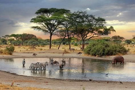 Watering Hole, In And Out Movie, Wildlife Safari, Out Of Africa, African Wildlife, African Animals, African Safari, Africa Travel, Wildlife Art