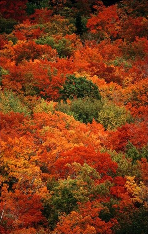 Canada Maple Forest, Fall Scenery, I Love Autumn, Fall Beauty, Colors Of Autumn, Autumn Love, Seasons Autumn, Colors Of Fall, Autumn Foliage