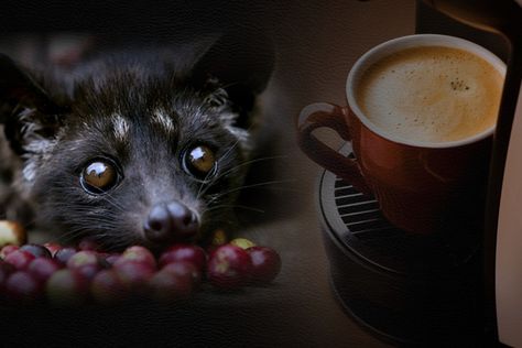 Civet Coffee, Cafe, Drinks, Coffee, Quick Saves