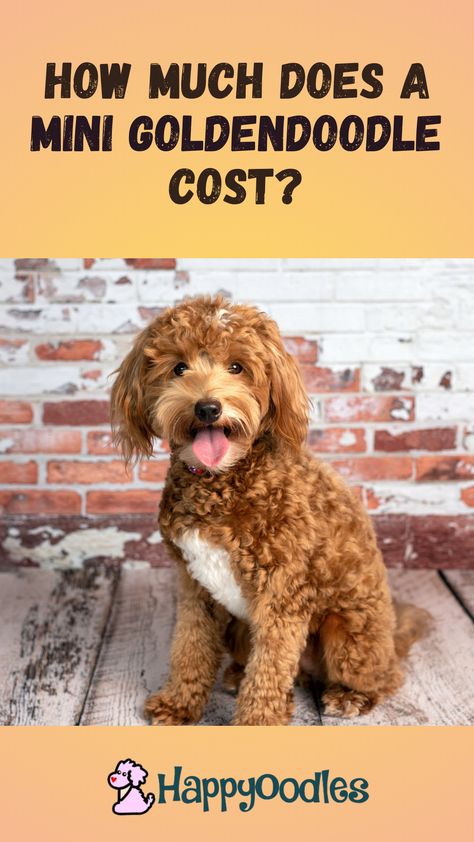 The mini Goldendoodle is a great family dog, so it’s no surprise that many people are looking for one. But, you might be wondering about cost of a Mini Goldendoodle. After all, that is an important first step in buying a dog. Not only should you know how much it costs to buy a mini Goldendoodle, you should also learn what it cost to care for one. But, finding the answer is not that easy. Breeder’s pricing is hard to find. Join us and find out what we learned about Mini Goldendoodle pricing. Mini Goldendoodle Puppy Haircut, F1bb Goldendoodle Mini, Mini Golden Doodle Full Grown, Mini Goldendoodle Full Grown, Doodle Training, Full Grown Mini Goldendoodle, Small Goldendoodle, Petite Goldendoodle, Micro Mini Goldendoodle