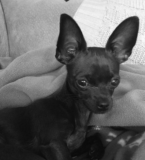 Black Chihuahua Puppies, Chihuahua Black, Chiweenie Puppies, Lou Dog, Chihuahua Terrier Mix, Coco Baby, Black Chihuahua, Chihuahua Terrier, Baby Chihuahua