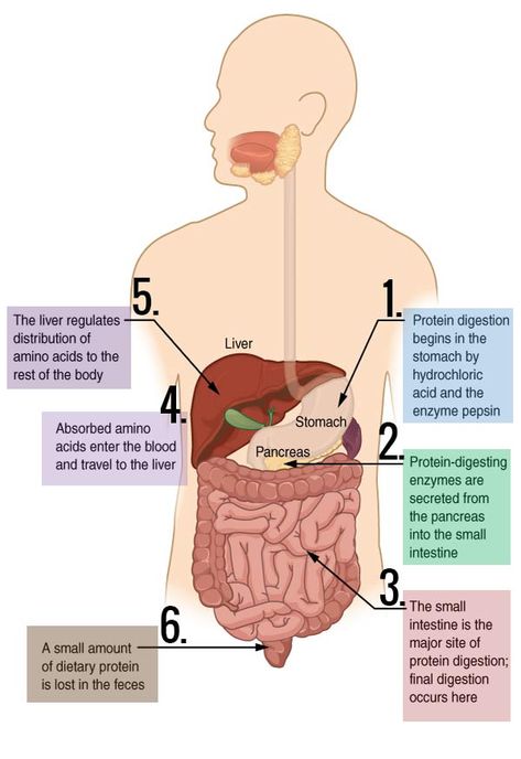 Digestion Diagram, Digestive System Model, The Body Systems, Neet Notes, Digestion And Absorption, Body Facts, Human Body Facts, Nursing School Motivation, Digestion Process