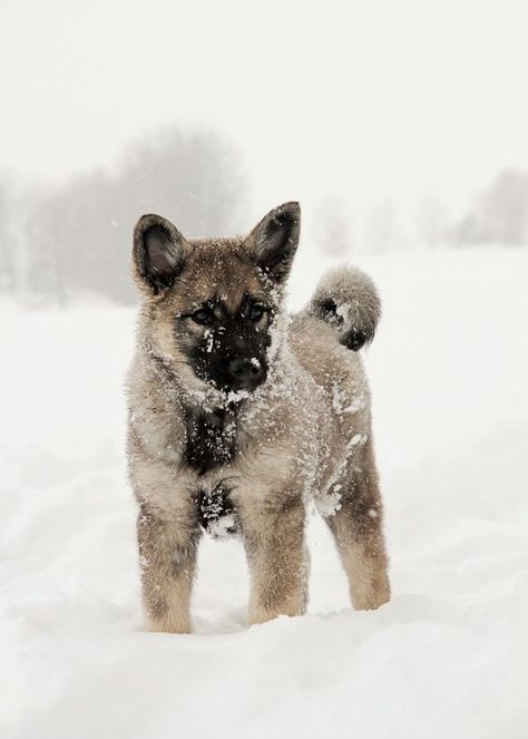 Elkhound Puppies, Norwegian Elkhounds, Beautiful Puppies, Norwegian Elkhound, Shepherd Dog Breeds, Australian Shepherd Dogs, Purebred Dogs, Pretty Dogs, The Cowboy