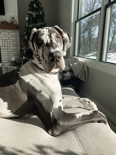 Aesthetic Great Dane, Great Dane Cute, Great Dane Spotted, Great Danes Aesthetic, Great Dane Aesthetic, Puppy Great Dane, Great Dane Harlequin, Great Dane Mastiff, Great Dane Puppies