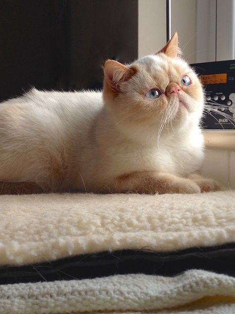 My first own breed kitten a lovely red point Exotic Shorthair Exotic Cat Breeds, Exotic Shorthair Cat, Shorthair Cat, Plush Coat, Exotic Shorthair, Exotic Cats, Animal Photography, Cat Breeds, Cute Cat