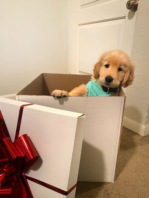 Dog Surprise Gift Ideas, Puppy Surprise Ideas, Puppy Present Surprise, Puppy For Christmas Surprise, Puppy Gift Surprise, Puppy Reveal, Dogs Opening Christmas Presents, Vision Board Golden Retriever, Golden Retriever Puppy Christmas Present