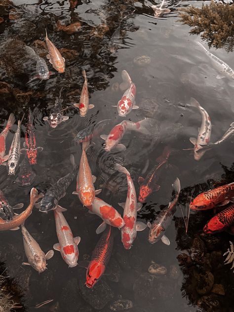 Koi Aesthetic, Dark Academia Filter, Koi Fish Photography, Tyche Goddess, Tgcf Oc, Fish Photography, Watercolor Koi Fish, Koi Fishes, Koi Carp Fish