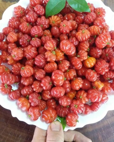 BRAZILIAN CHERRY A rare fruit that we have available for sale at our garden center - These delicious, tart fruits are native to South America and are packed with nutrients and antioxidants. They have a bright red skin and a juicy, citrus-like flavor that is perfect for making jams, jellies, and pies. Plus, they're super easy to grow from seedlings, so why not give them a try in your own backyard? We have a limited supply of Brazilian cherry seedlings available, so come by our garden center an... Brazilian Cherry, Garden Center, Bright Red, South America, Super Easy, To Grow, Tart, Jelly, Jam