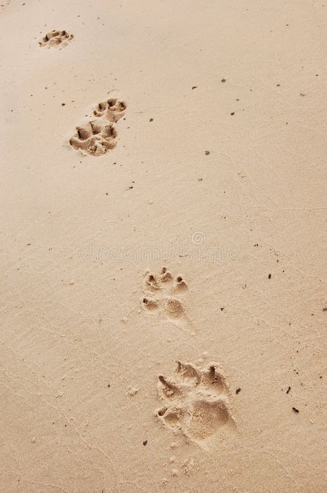 Paw Prints In Sand, Paws Aesthetic, Dog Paw Aesthetic, Adventure Picture, Vision Board Images, Dane Dog, Cute Love Memes, Golden Dog, Instagram Wallpaper