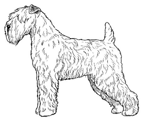 UKC Breed Standards: Soft Coated Wheaten Terrier (European Trim) Wheaten Terrier Tattoo, Wheaten Terrier Drawing, Wheaton Terrier Soft Coated, Side View Drawing, Owl Coloring, Wheaton Terrier, Owl Coloring Pages, Soft Coated Wheaten Terrier, Happy Stones