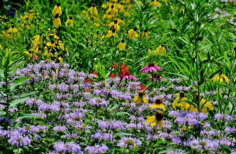 Wisconsin Native Plant Nurseries | Accent on Natural Landscaping Best Landscaping Plants, Wisconsin Garden, Nursery Accents, Prairie Planting, Prairie Flower, Natural Landscaping, Pollinator Plants, Echinacea Purpurea, Natural Heritage