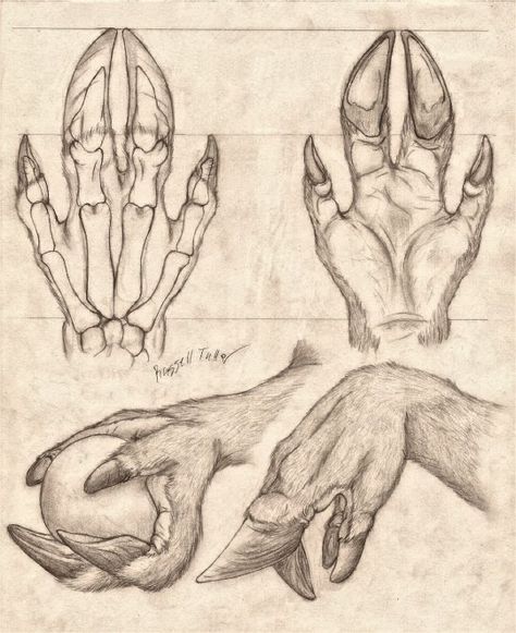 Hand Anatomy Study, Hand Anatomy, Anatomy Study, Creature Drawings, Fantasy Creatures Art, Arte Sketchbook, Mythical Creatures Art, Monster Design, Creature Concept Art