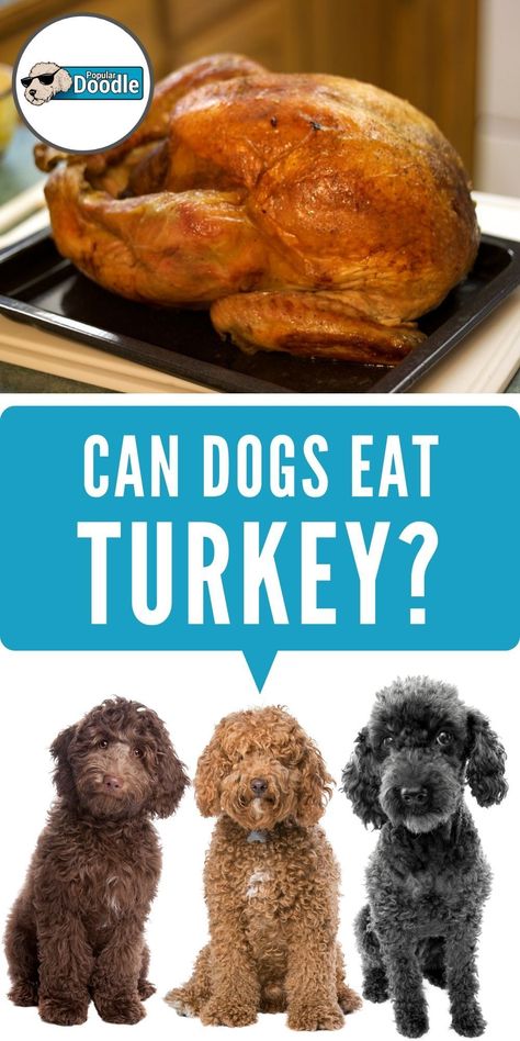 Can dogs eat turkey? Is turkey bad for dogs? Here’s what you need to know to keep your pup safe around Thanksgiving and any time of the year!  This post is part of our 'Read Before You Feed' series where we discuss which human meals and snacks are dog friendly foods and which aren't.  #turkey #thanksgiving #dogfood #dogtreats #dogfriendly #dogsafety #goldendoodle #labradoodle Foods Bad For Dogs, Turkey Dogs, Diy Dog Food, Best Treats For Dogs, Dog Thanksgiving, Dog Wellness, Peanut Butter Dog Treats, Pet Tips, Pumpkin Dog Treats