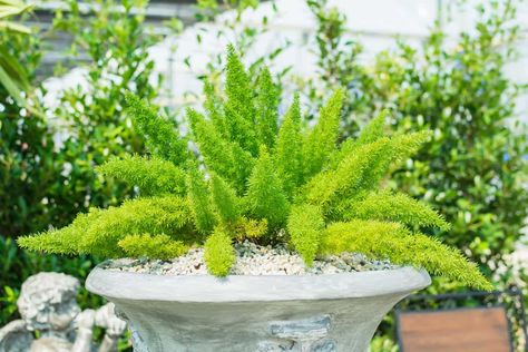 The 17 Best Plants to Grow in Zone 9a (20 to 25 °F/-6.7 to -3.9 °C) East Facing Garden, Fern Care, Foxtail Fern, Ferns Care, Florida Landscaping, Winter Care, Plant Zones, Asparagus Fern, Zone 9