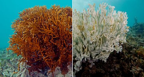 The world’s corals are experiencing their third major bleaching event in 17 years. Coral Reef Bleaching, Coral Bleaching, Ocean Pollution, Oceans Of The World, Coral Reefs, Great Barrier Reef, Cute Animal Drawings, Coral Reef, Exotic Pets