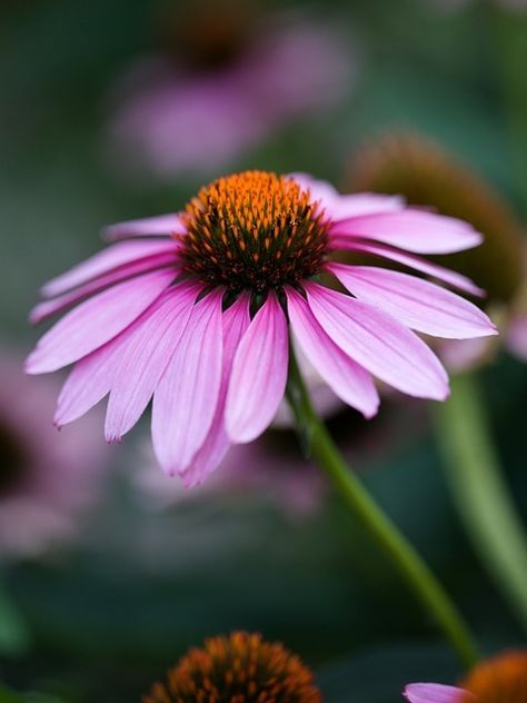 Download free HD stock image of Purple Coneflower Flower Purple Coneflower, Purple Coneflower Garden, Green Jewel Coneflower, Pink Coneflower, Purple Echinacea, Eastern Purple Coneflower, Macro Photography Nature, Popular Music, Flower Backgrounds