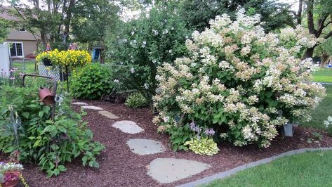 From the Ground Up: Quick Fire hydrangea offers changing colors | The Gazette Quickfire Hydrangea, Little Quick Fire Hydrangea, Hydrangea Flower Bed, Quick Fire Hydrangea, Inspiration For Writing, Drift Roses, Hydrangea Landscaping, Yard Inspiration, Southern Living Plants