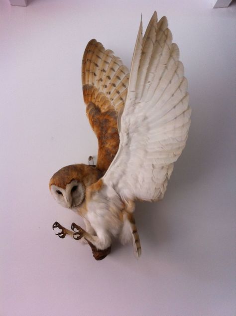 - Owl Taxidermy, Unique Taxidermy, Bird Poses, Beautiful Taxidermy, Owl Reference, Barn Owl Art, Beautiful Pose, Bird Taxidermy, Unique Birds