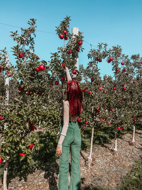 Apple Farm Photoshoot, Farm Photoshoot, Fall Pics, Apple Farm, Fall Photo, Fall Photoshoot, Apple Picking, Fall Pictures, Fall Photos