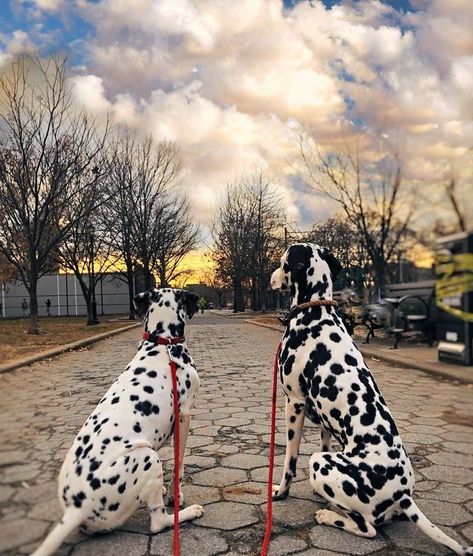 Angry Dog, Dalmatian Puppy, Calm Dogs, Dalmatian Dogs, 101 Dalmatians, Weiner Dog, Pet Life, Animal Planet, Baby Dogs