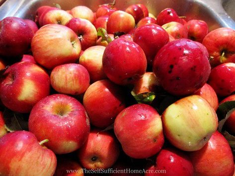 Making Applesauce from Wild Apples Homemade Probiotics, Making Applesauce, Making Apple Cider, Make Apple Cider Vinegar, How To Make Applesauce, Fruit Picker, Healthy Probiotics, Chicken Health, Homemade Applesauce