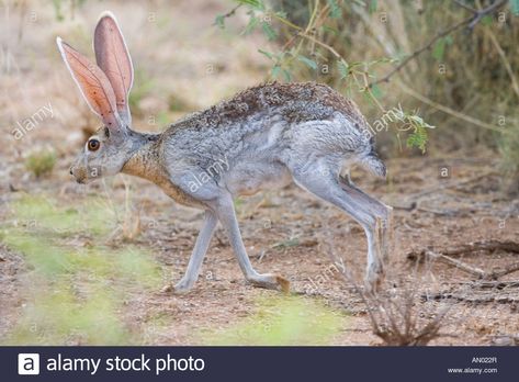 Lepus Alleni Stock Photos & Lepus Alleni Stock Images - Alamy Antelope Horns, Giant Rabbit, Watership Down, Jack Rabbit, Mythical Animal, Animal Book, Image Vector, Animals Of The World, Rabbits