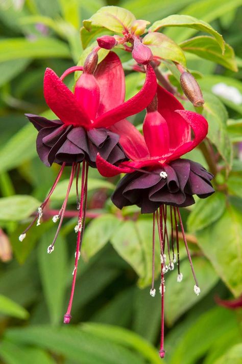 17 of the Best Fuchsia Varieties to Grow in Your Garden Wallpapers Fall Aesthetic, Kitchen Garden Ideas, Homestead Garden Layout, Wallpapers Fall, Fall Vegetables To Plant, Fuchsia Plant, River Rock Garden, Fall Gardening, Landscape Rock