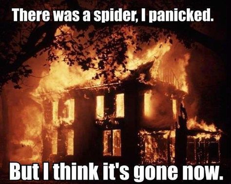 Spider burn the house down Friday Funny Pictures, Lestat And Louis, Kubo And The Two Strings, Kill It With Fire, Friday Humor, Heroes Of Olympus, Rick Riordan, E Card, The Villain