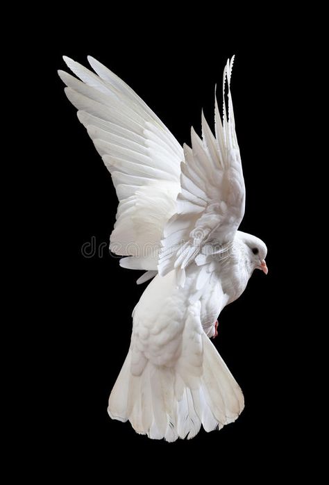 Dove Flying, Sending Prayers, White Dove, In Flight, Flight, Jesus, Google Search, White