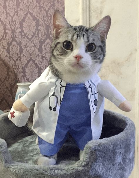 Dr. Kitty Cat Pfp Goofy, Goofy Doodles, Goofy Pfp, Goofy Couples, Doctor Cat, Cat Dog Costume, Nurse Cat, Funny Cat Jokes, The Human Heart