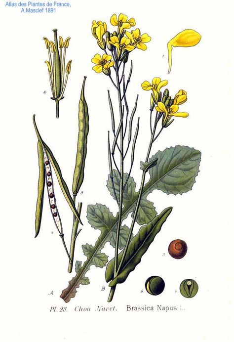 Seed Illustration, Mustard Plant, Rib Tattoos For Women, New York Tattoo, Mustard Flowers, Science Illustration, Plant Tattoo, Illustration Botanique, Fruit Illustration