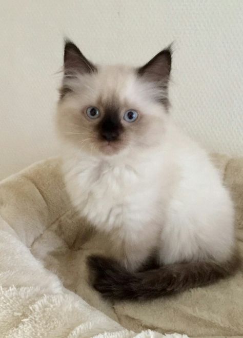 Seal Ragdoll Cat, Seal Point Ragdoll Cat, Seal Point Ragdoll, Cats Mood, Cat Species, Himalayan Cat, Dream's Cat, Siamese Kittens, Ragdoll Cats