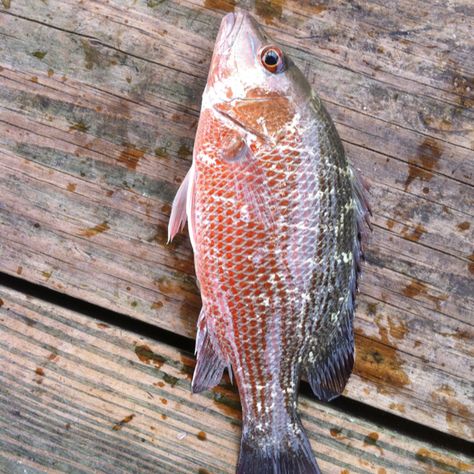 Mangrove Snapper Florida Fish, Florida, Fish