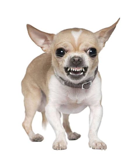 "Don't make me get all #Chihuahua on you!"...  Click on this picture for more cute pinnable pics like this. Tough Dog Names, Fun List, Chihuahua Funny, Chihuahua Lover, Cute Chihuahua, Chihuahua Love, Aggressive Dog, Belly Laughs, Chihuahua Puppies