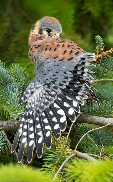 American Kestrel, Kestrel, Fantasy Creatures Art, Birds Of Prey, Creature Art, Bird Art, Fantasy Creatures, Beautiful Birds, Art Reference