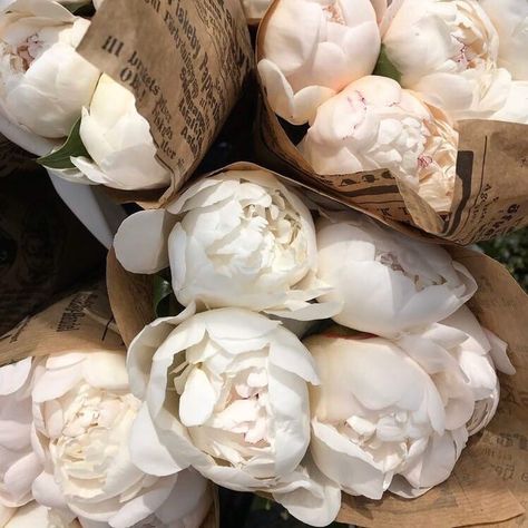 Babies Breath, Flower Therapy, Luxury Flowers, White Peonies, Gardening Supplies, Calla Lily, Love Flowers, My Flower, Pretty Flowers