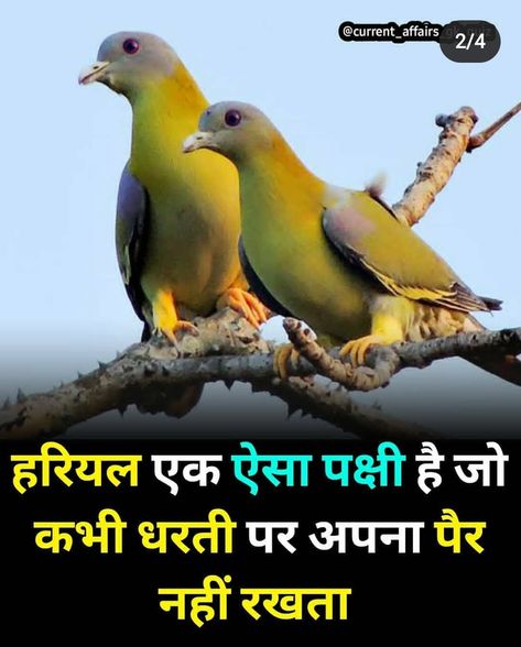 Fact In Hindi Science, Fact In Hindi, Amazing Facts In Hindi, Daily Fun Facts, Youtube Facts, Bird Facts, Facts In Hindi, Interesting Facts In Hindi, Fun Facts About Life