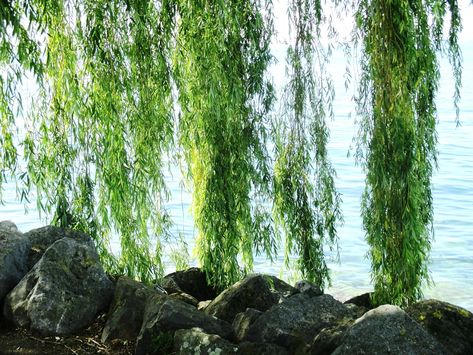 THE BENEFITS OF WHITE WILLOW BARK ~ GREEN EYED GRACE White Willow Bark, Weeping Willow Tree, Willow Leaf, White Willow, Willow Bark, Anti Dandruff Shampoo, Weeping Willow, Anti Dandruff, Hair Scalp