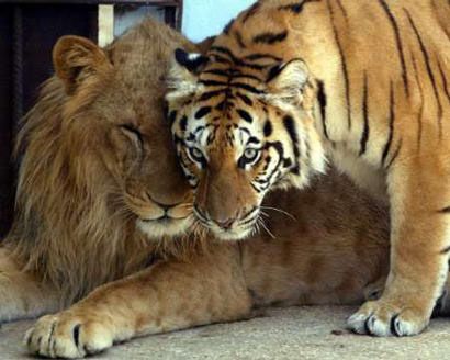 Lions Vs. Tigers: REAL King of Beasts Animal Relationships, Female Tiger, Lion Live Wallpaper, Tiger Love, Lion And Lioness, Amazing Animal Pictures, Male Lion, Precious Animals, Exotic Cats